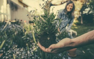 Lessons From the Professionals: Maintenance Secrets from Japanese Garden Masters