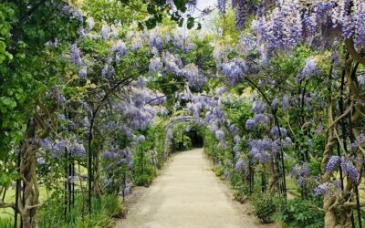 A Garden Tour: Must-Visit Japanese Gardens Globally