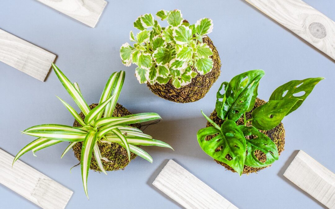 Introduction To Kokedama: The Art Of Japanese Moss Balls
