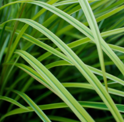 Top 8 Plants for a Japanese Garden