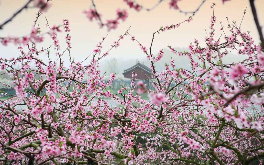 Exploring Shizen: The Naturalism Of Japanese Gardens
