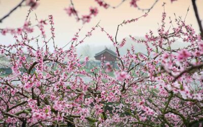Exploring Shizen: The Naturalism Of Japanese Gardens