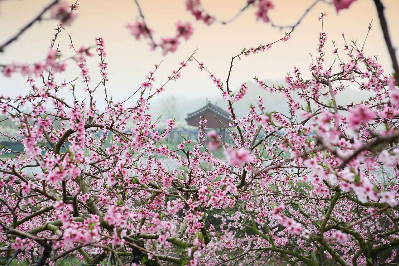 exploring shizen naturalism of japanese gardens