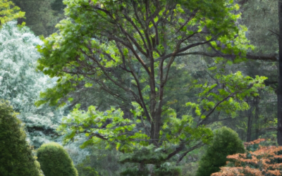 Aesthetic And Health Benefits Of Niwaki Pruning Techniques