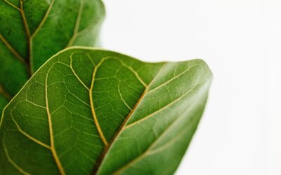 Navigating The World Of Japanese Garden Plants: A Starter Guide