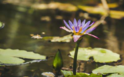 Symbolism And Growth Stories Of Aquatic Plants Like The Lotus