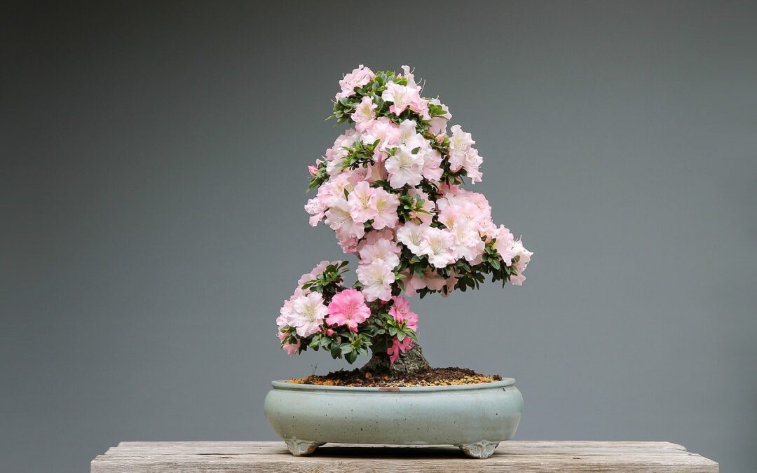 The Basics Of Japanese Garden Design: Concepts And Ideas For Beginners