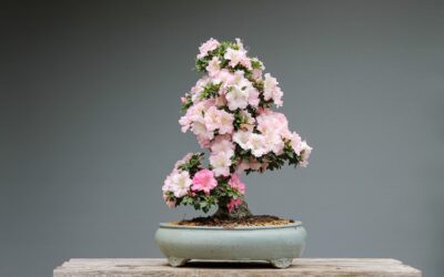 The Basics Of Japanese Garden Design: Concepts And Ideas For Beginners