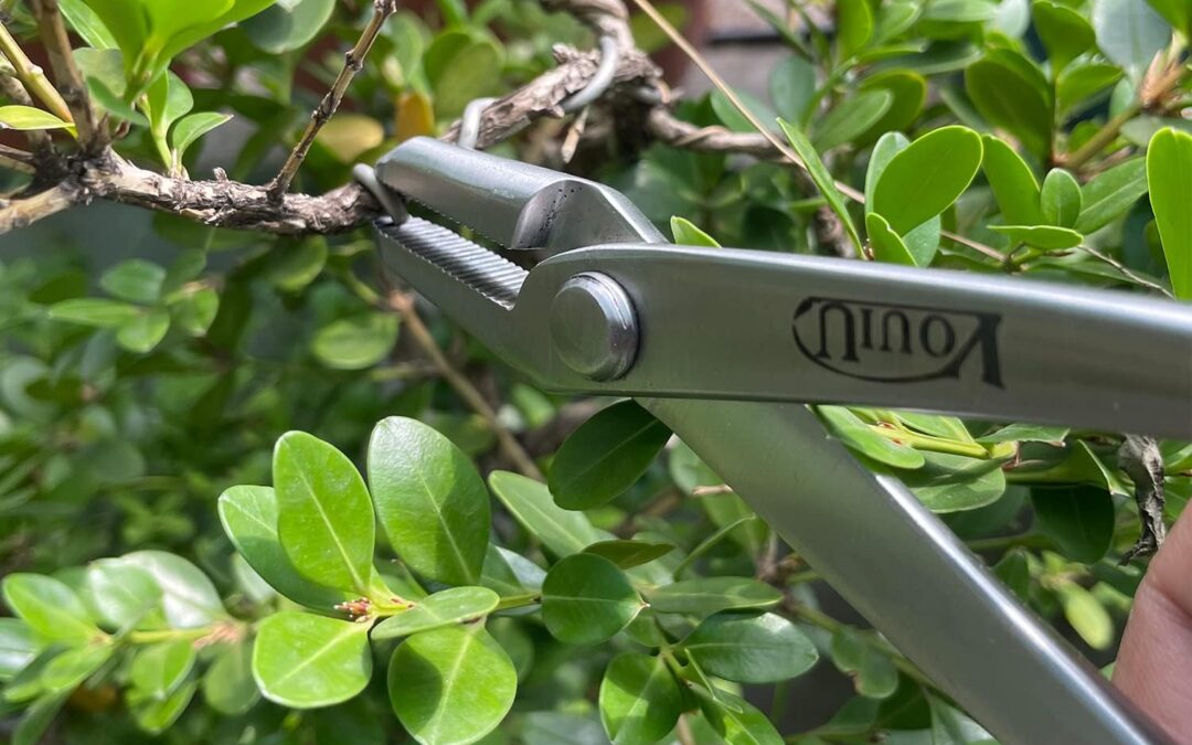 vouiu 6-Piece Bonsai Tool Set Review