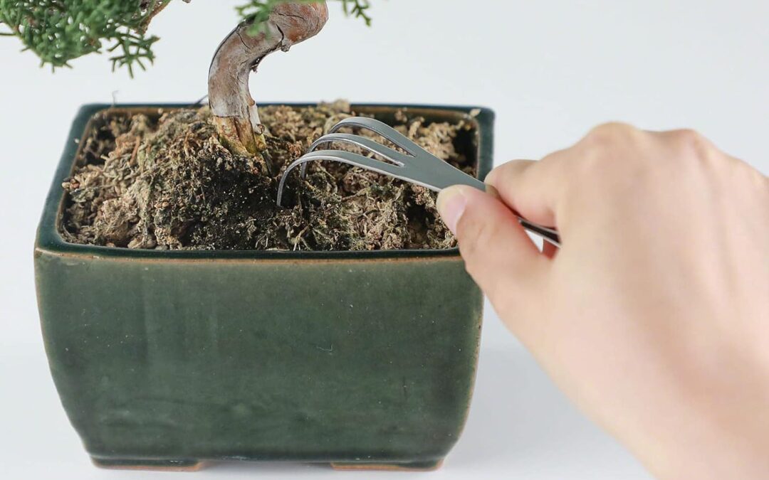 Wazakura 2 in 1 Bonsai Tweezers Review