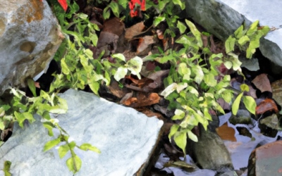 Hidden Gems: Unearthing The Subtleties Of Ground Covers In Japanese Gardens