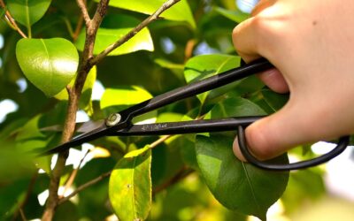 KAKURI Bonsai Twig Scissors 8.2″ Review