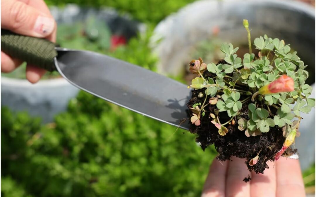 ZOG Willow Leaf-Shaped Garden Trowel Review
