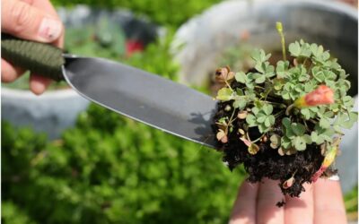 ZOG Willow Leaf-Shaped Garden Trowel Review