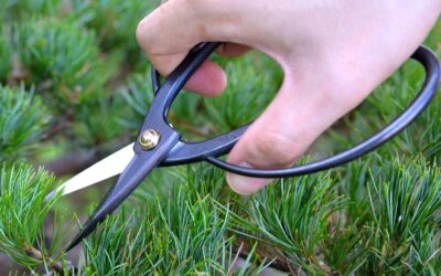 KAKURI Bonsai Trimming Scissors 6.8″ Professional Bonsai Tool Review