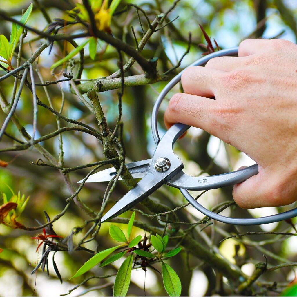 KAKURI Okubo Shears 7 (180 mm) Bonsai Scissors, Flower Arranging Scissors, Japanese Stainless Steel, Silver, Made in JAPAN