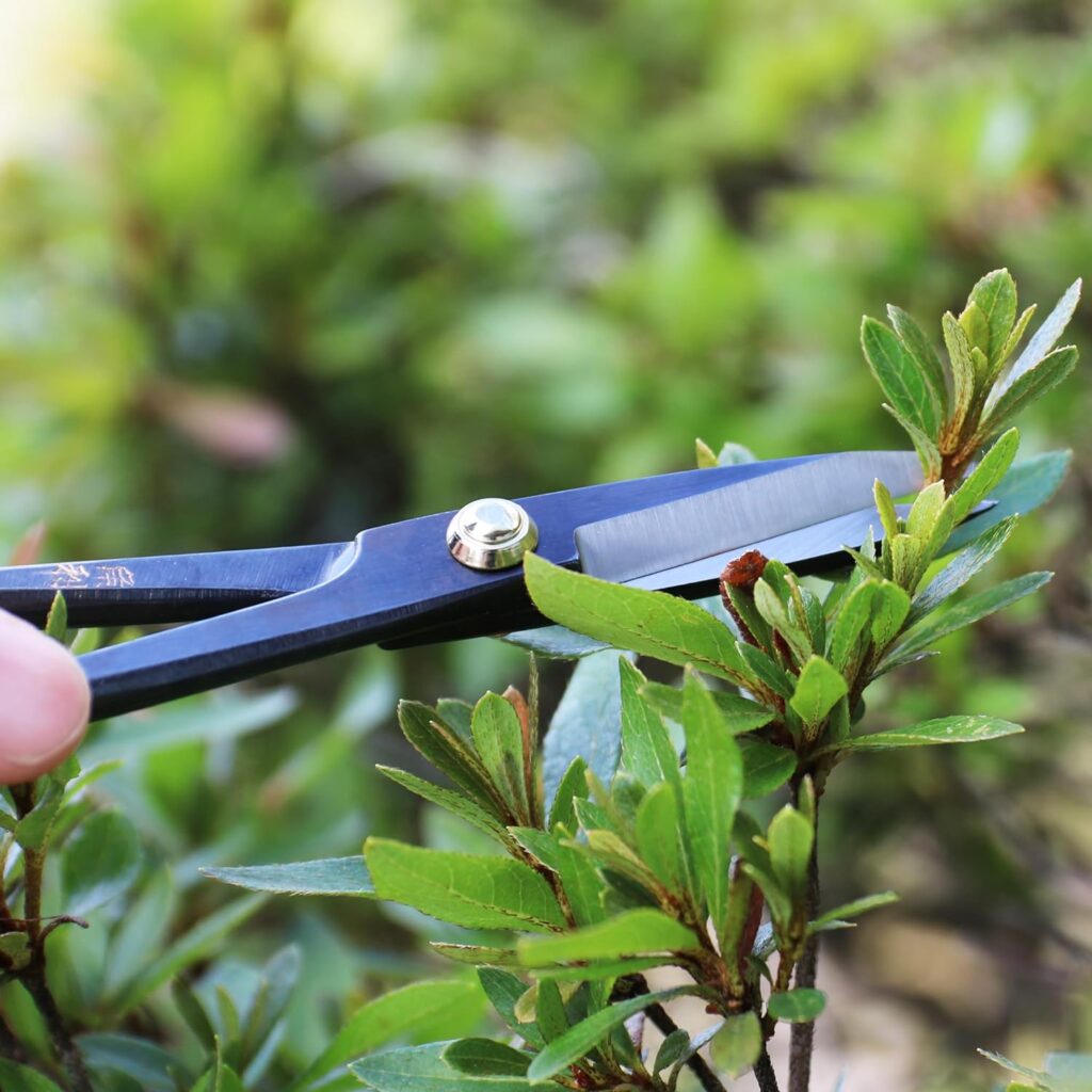 KAKURI Satsuki Bonsai Scissors 7 (180 mm) Professional Bonsai Tool, Japanese Carbon Steel, Black, Made in JAPAN