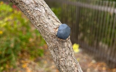 Kiyonal Bonsai Cut Paste 135g Review