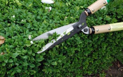 Okatsune Precision Hedge Shears 6″ Blade Review