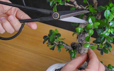 Professional Bonsai Butterfly Scissors Review