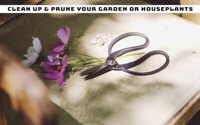 Skyhaven Harvest Pruning Scissors Review