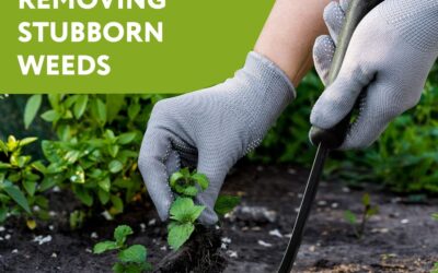 [2 Pack] Garden Weeder Tool Review