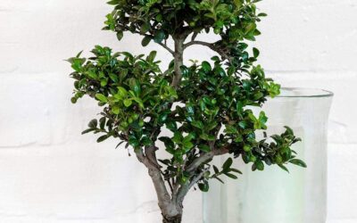 Burgon & Ball Japanese Precision Pruning Scissors Review