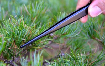 KAKURI Bonsai Tweezers Professional Tool Review