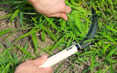 Review: 6.7″ KAKURI Japanese Sickle Made in Japan