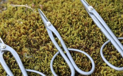 Japanese Stainless Steel Bonsai Scissors Review