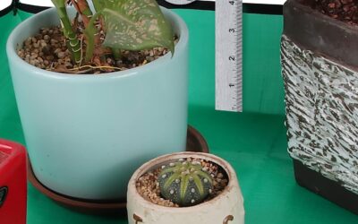 Plant Repotting Mat for Indoor Plants Review