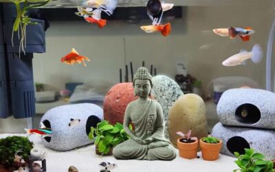 livelyfish Aquarium Buddha Statue review